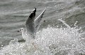 20070101 Mouettes et Vagues